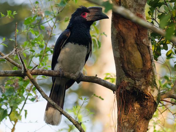 <h3><a href="/trips/safari/biota/animalia/chordata/aves/038 bucerotiformes/003 bucerotidae/bycanistes bucinator/bycanistes bucinator-nl.html">Bycanistes&nbsp;bucinator</a> / Trumpeter&nbsp;hornbill / Trompetneushoornvogel</h3>OM-1 Mark II met OLYMPUS M.300mm F4.0, 1/2000 sec  bij F4.0, ISO 4000, afstand 22.3&nbsp;m